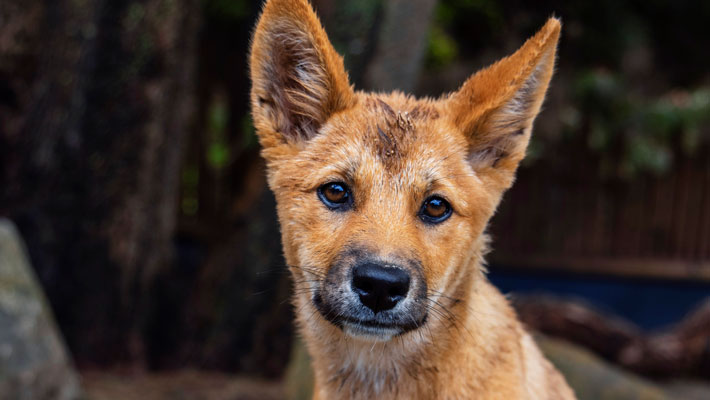 Dingo pup at Taronga