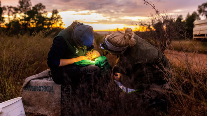 Bilby being checked at the Sanctuary in Dubbo