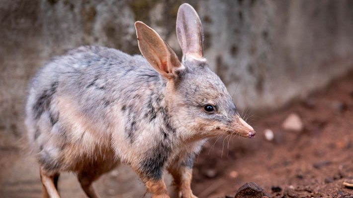 Greater Bilby. Photo: Rick Stevens