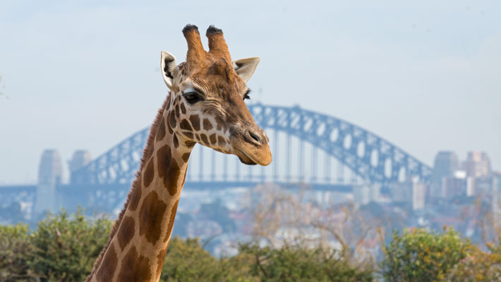 Giraffe at Taronga Zoo Sydney