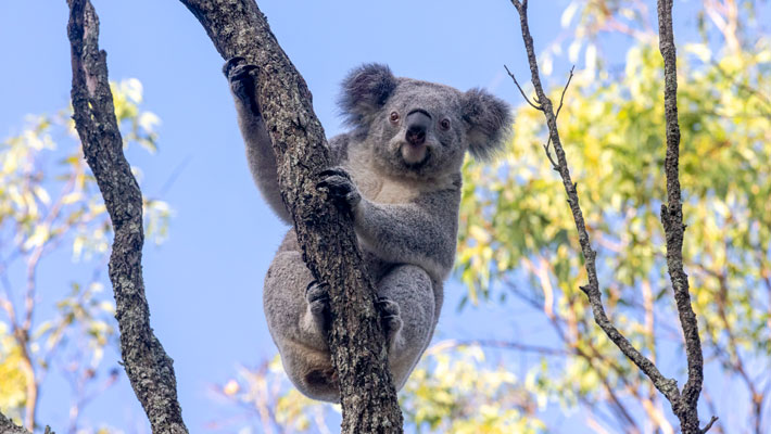 Koala in the Nura Diya precinct, Taronga Zoo Sydney