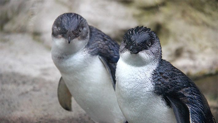 Little Penguins at Taronga Zoo Sydney 