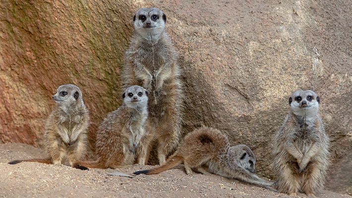 Meerkats at Taronga Western Plains Zoo