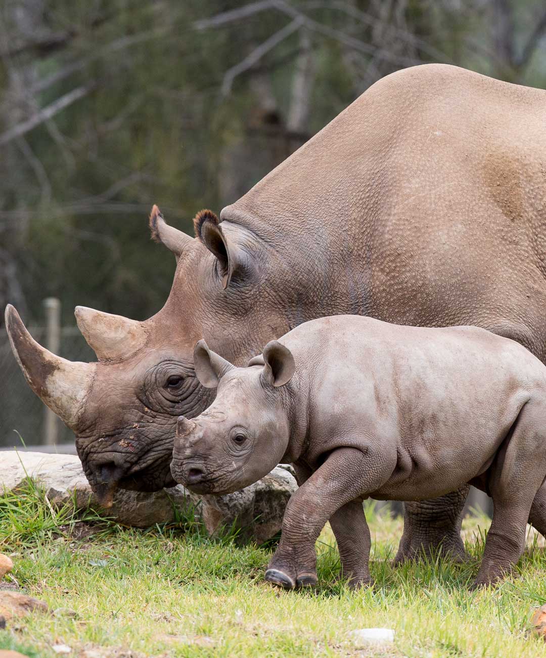 Taronga operates the world’s largest breeding program for Southern Black Rhino outside of mainland Africa.