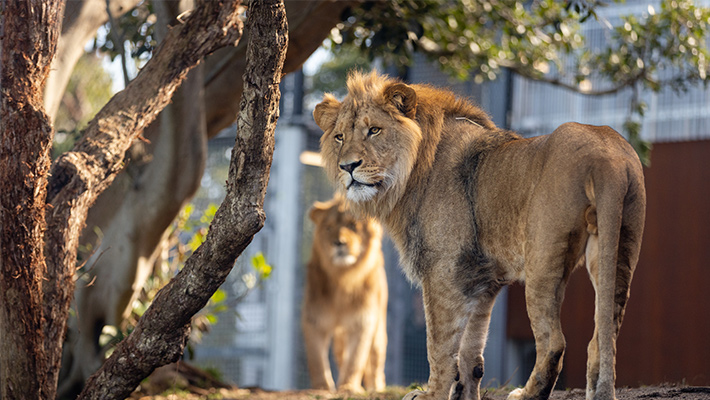 Lions at Taronga Zoo Sydney
