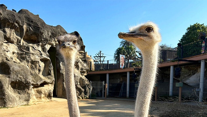 New Ostriches at Taronga Zoo Sydney! 