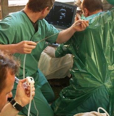  Taronga teams performing world-first reproductive treatment for Black Rhino. 