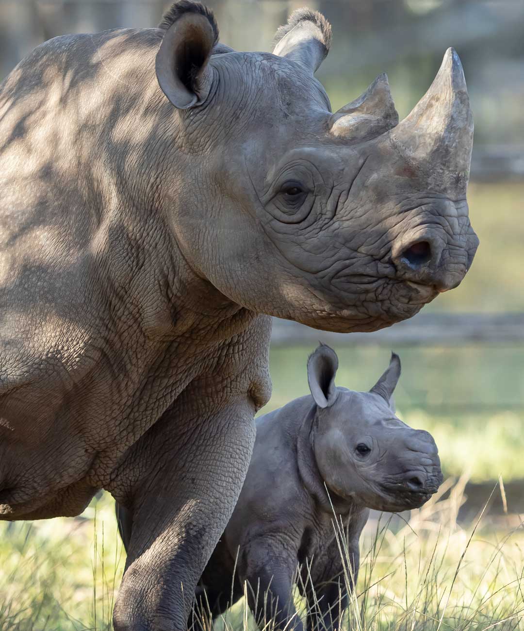 Proud mum Kufara had infertility issues until Taronga’s team stepped in to help. The recent arrival of calf Matobo has played an important role in advancing our knowledge and understanding of Southern Black Rhino biology.