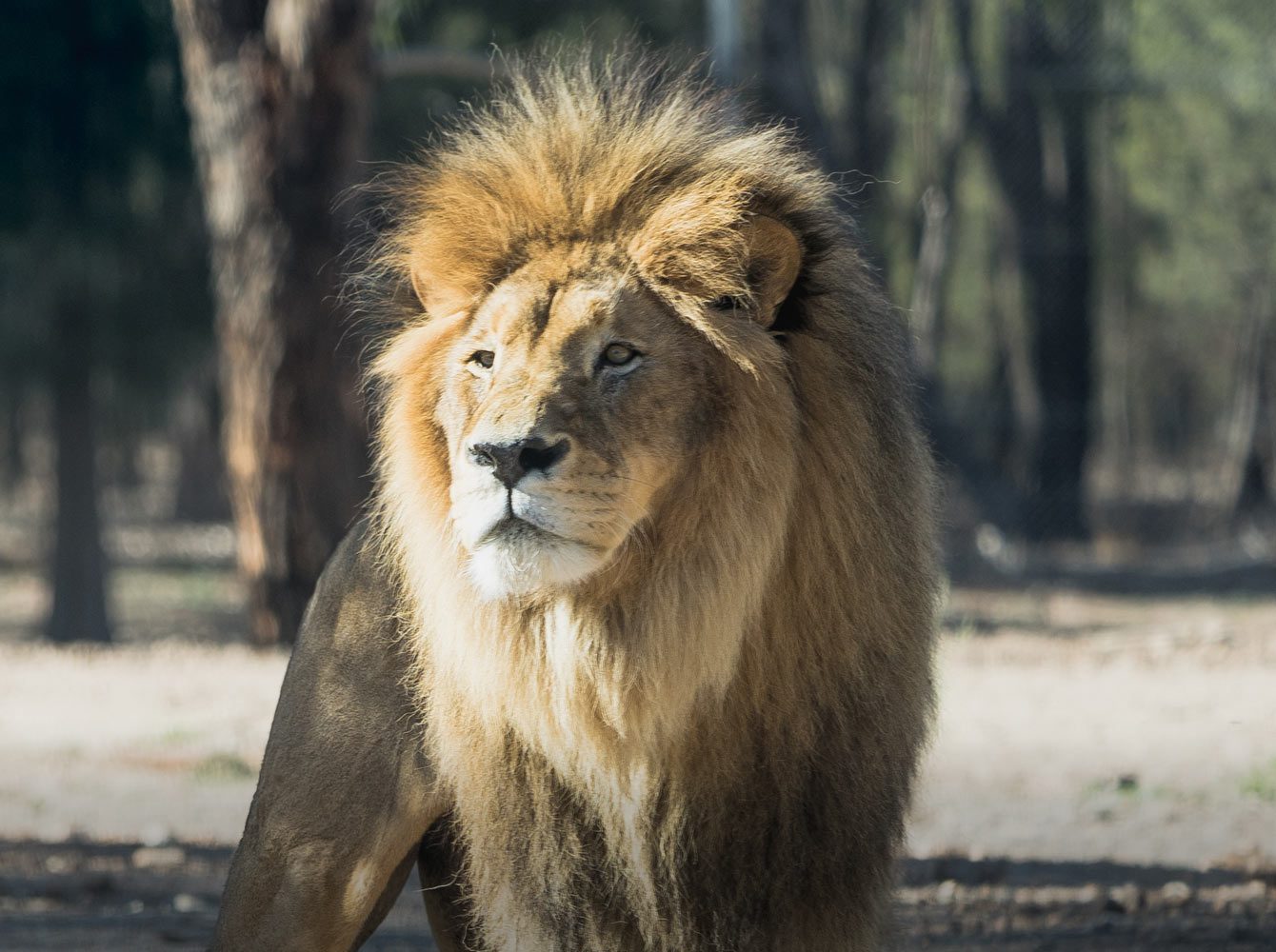 Visit our roar-some African Lion Pride at Taronga Zoo Sydney! 