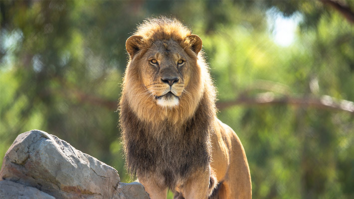 Lion Lwazi 
