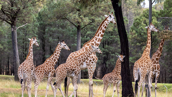 Giraffe at Taronga Western Plains Zoo 