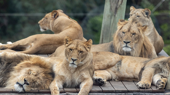 Lion pride at Taronga Zoo