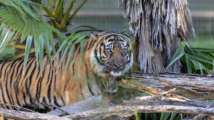 Tiger at Taronga Western Plains Zoo