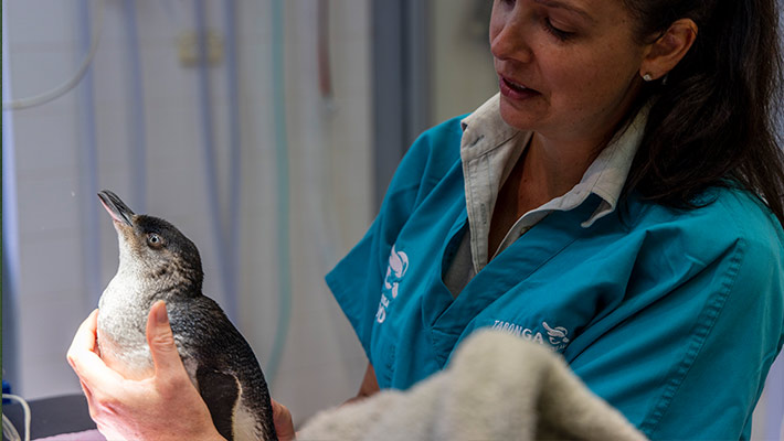 Penguin after suspected eagle attack at Taronga Zoo