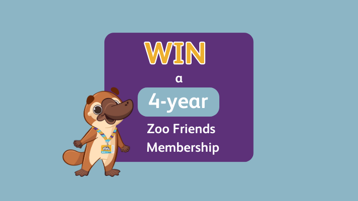 Zoo Friends Leap Year Competition