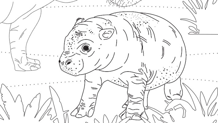 Pygmy hippo colouring in 