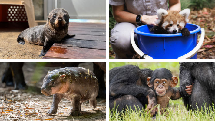 Babies galore at Taronga - Meet chimp babies, panda cubs, Pygmy hippo calf and seal pups