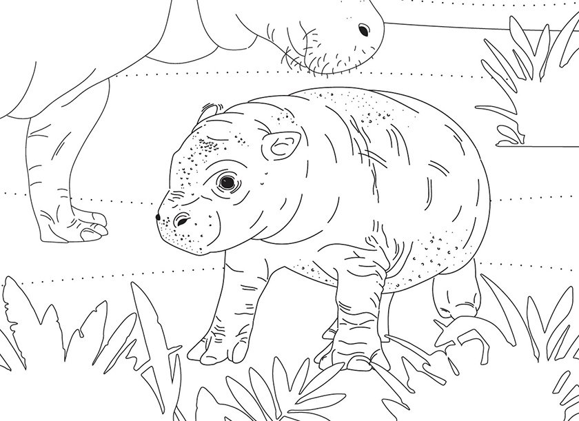 Pigmy Hippo colouring in