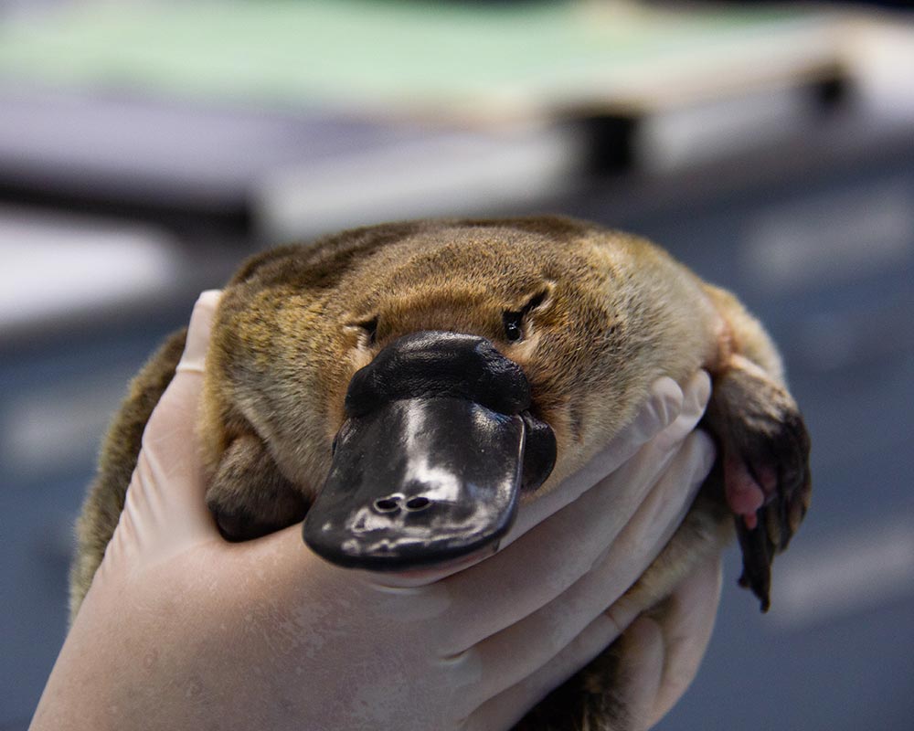 Platypus being held