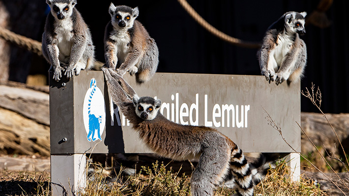 Ring-tailed lemur 