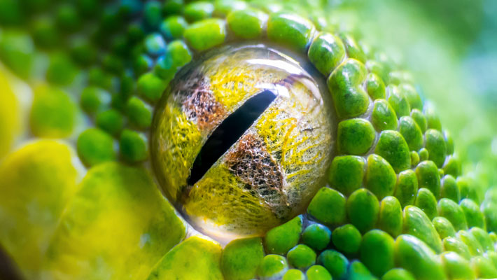 Green Python up close