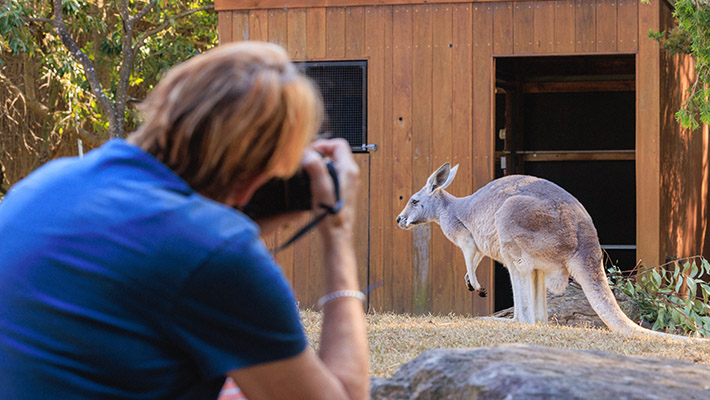 Student photographing a Kangaroo in the Wildlife Photography Course