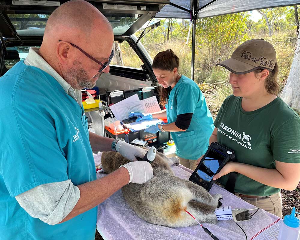 Rescue team attending Koala 