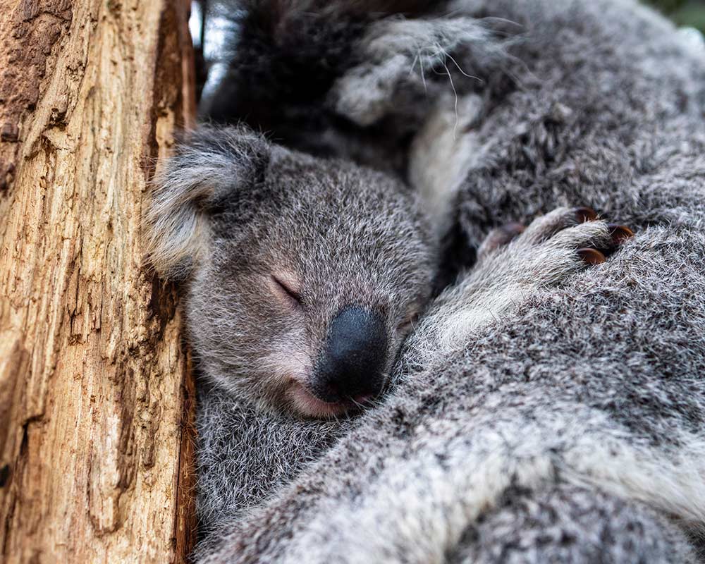 Koala Joey Phoenix cuddling mum