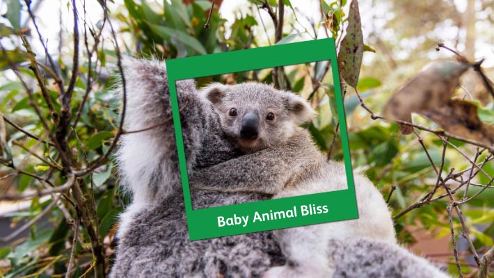 Koala-ty memories for one and all