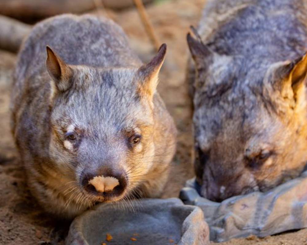 Hairy-nosed wombats in Backyard to Bush