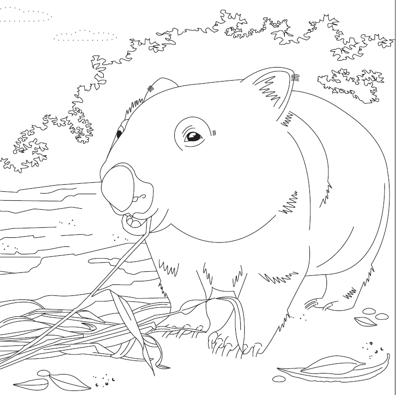 Wombat colouring in