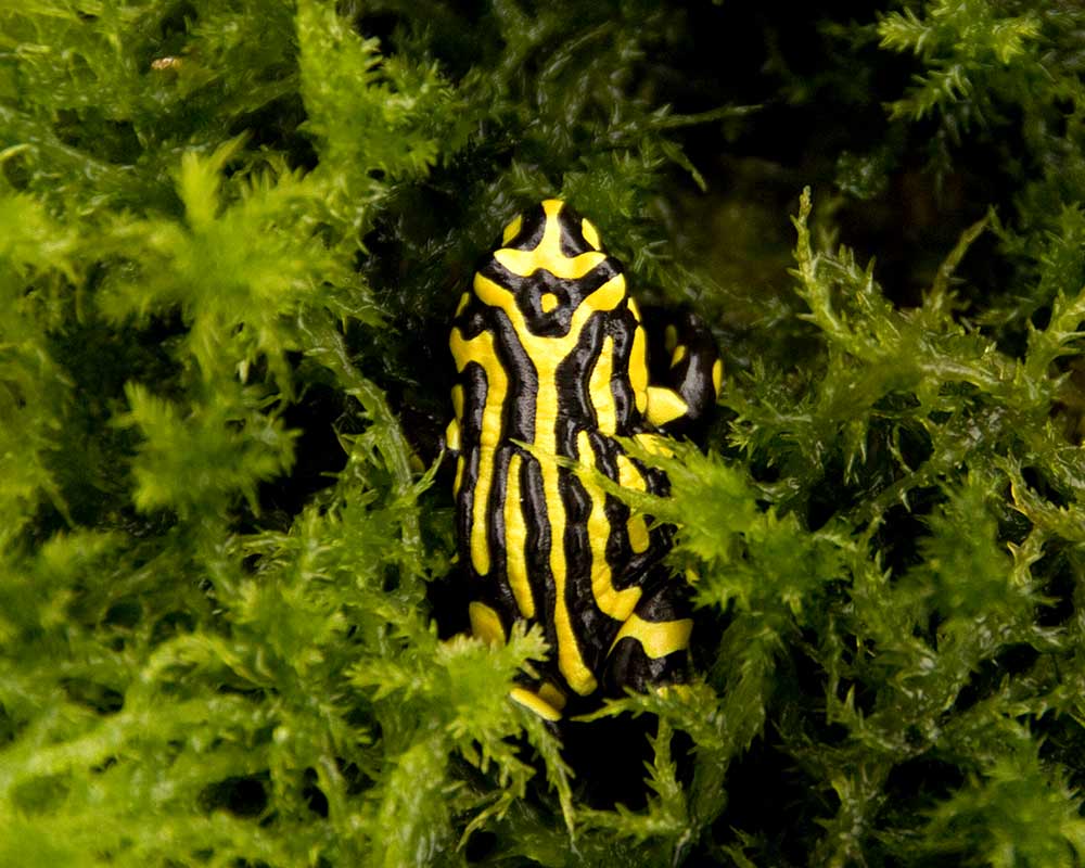 Corroboree Frog 