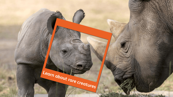 Black Rhino calf with mother