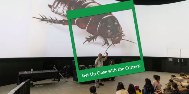 Crawly Critters Alive