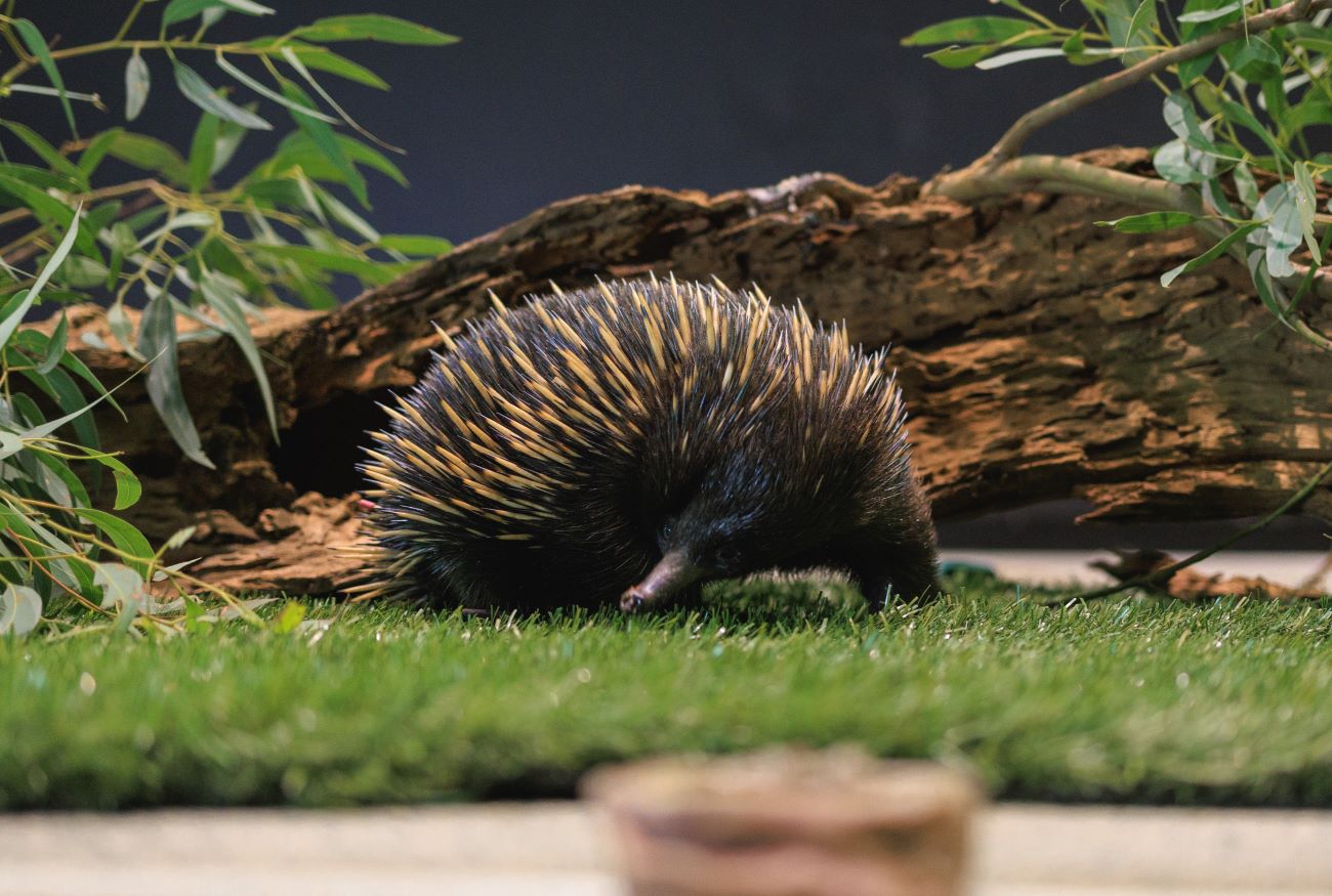 Echidna