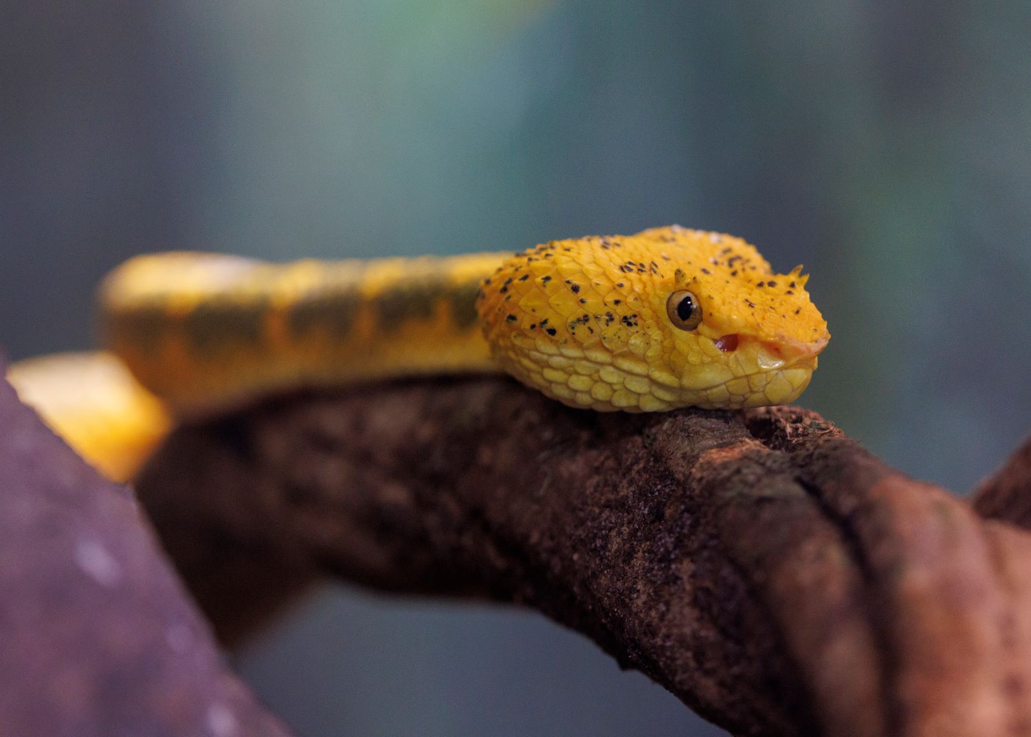 Slithery experiences you won't forget 