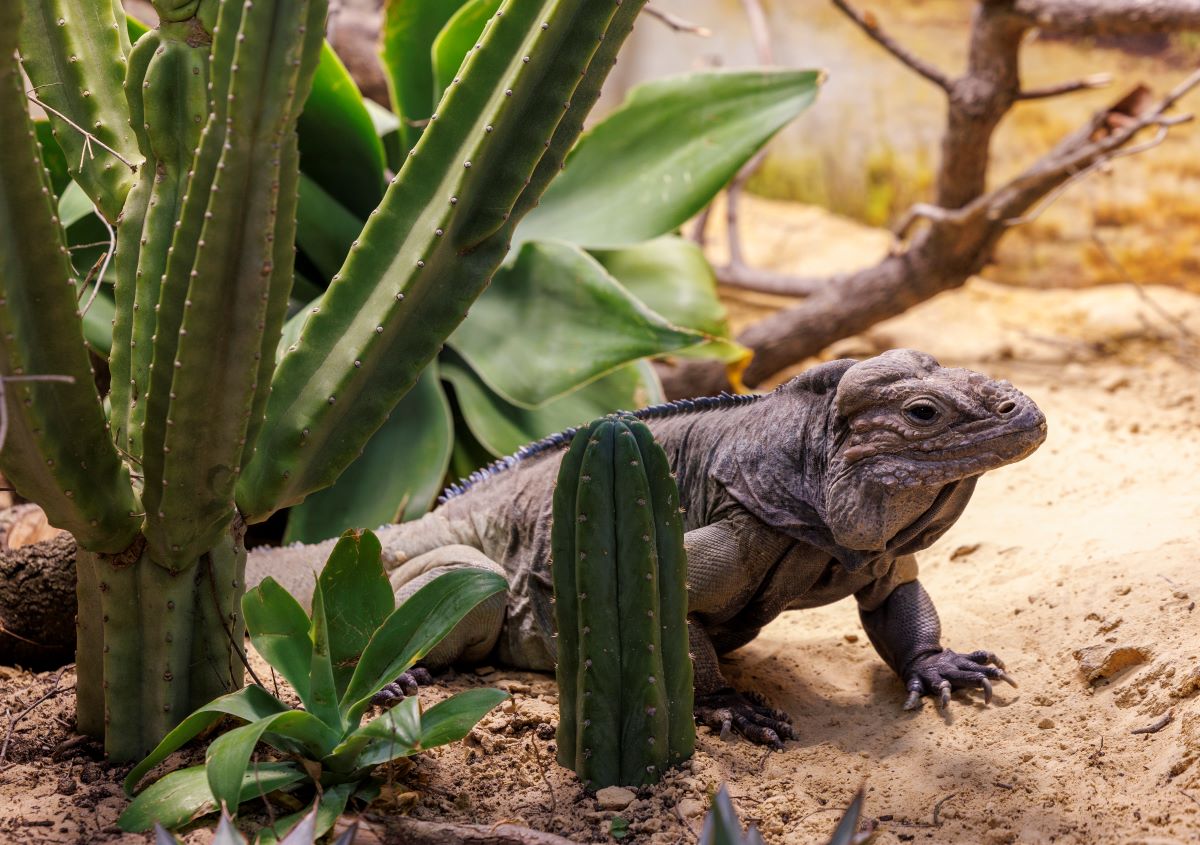 Rhinoceros Iguana