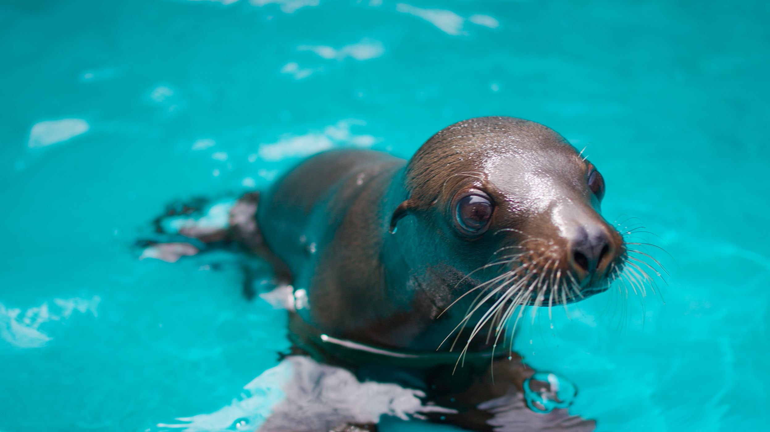 Seal pup at Taronga Zoo