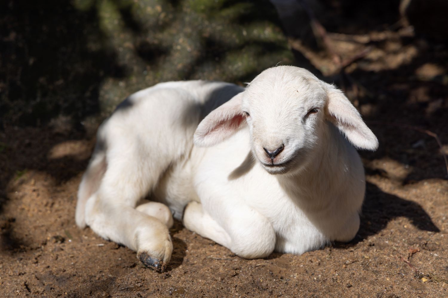 Lamb enjoying the spring sun