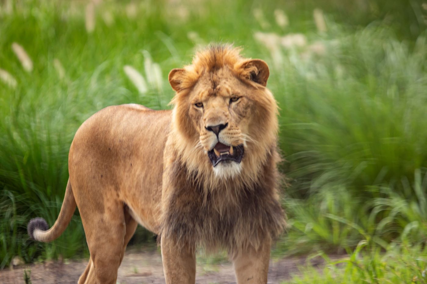 Lion Pride