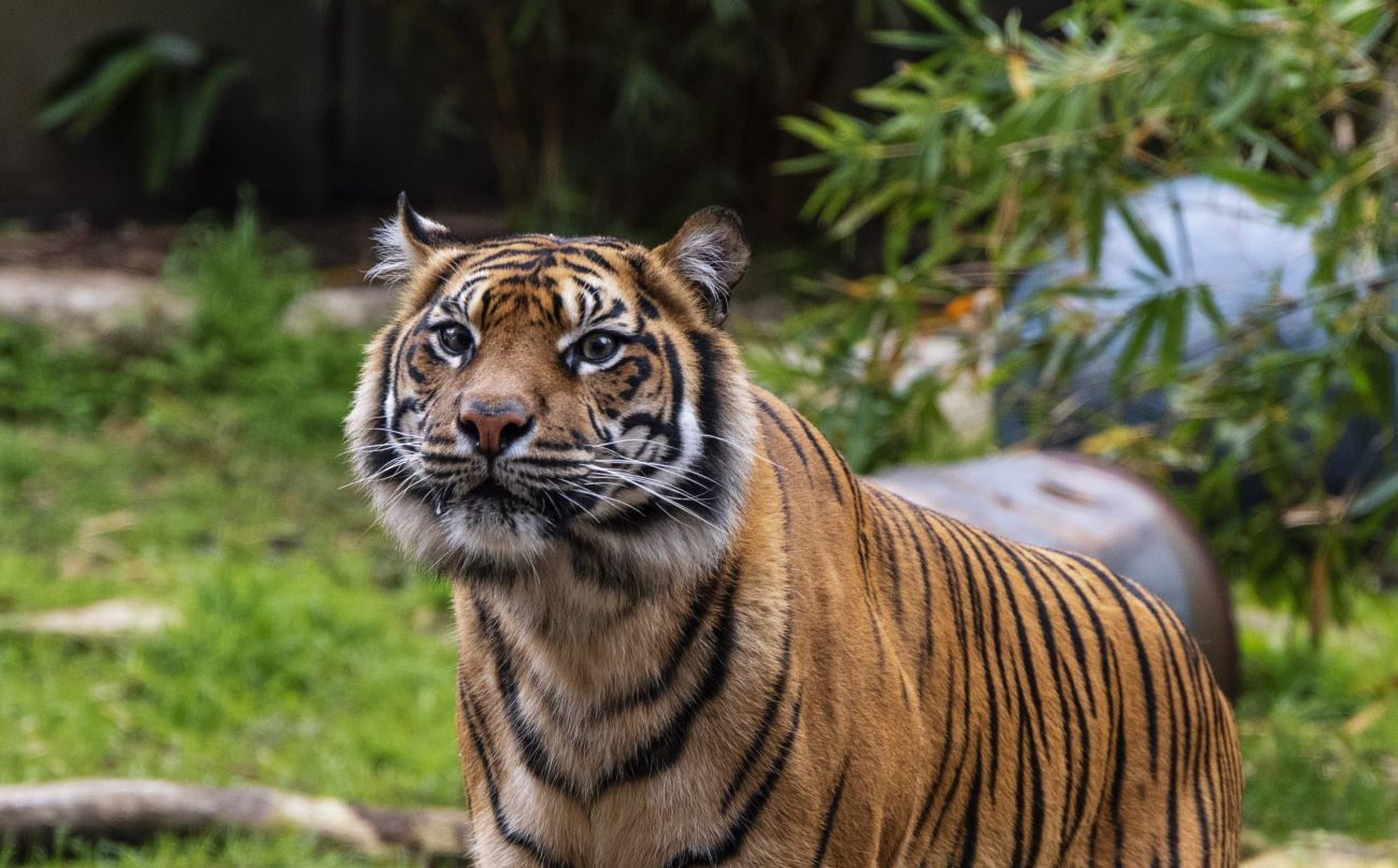 Tiger Enrichment