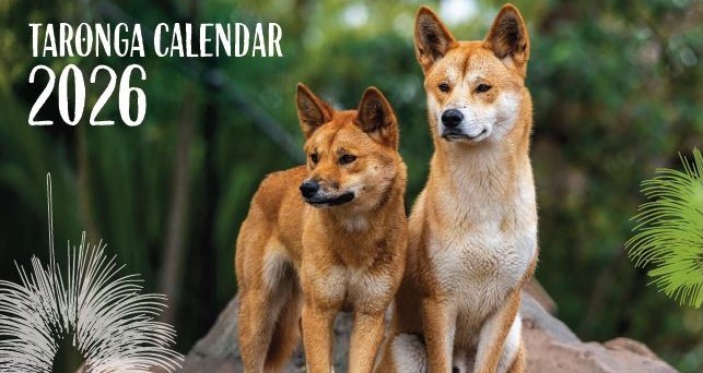 Dingoes on Calendar front cover
