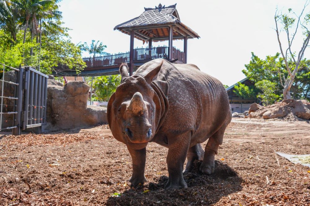 Hari the Greater One-Horned Rhino