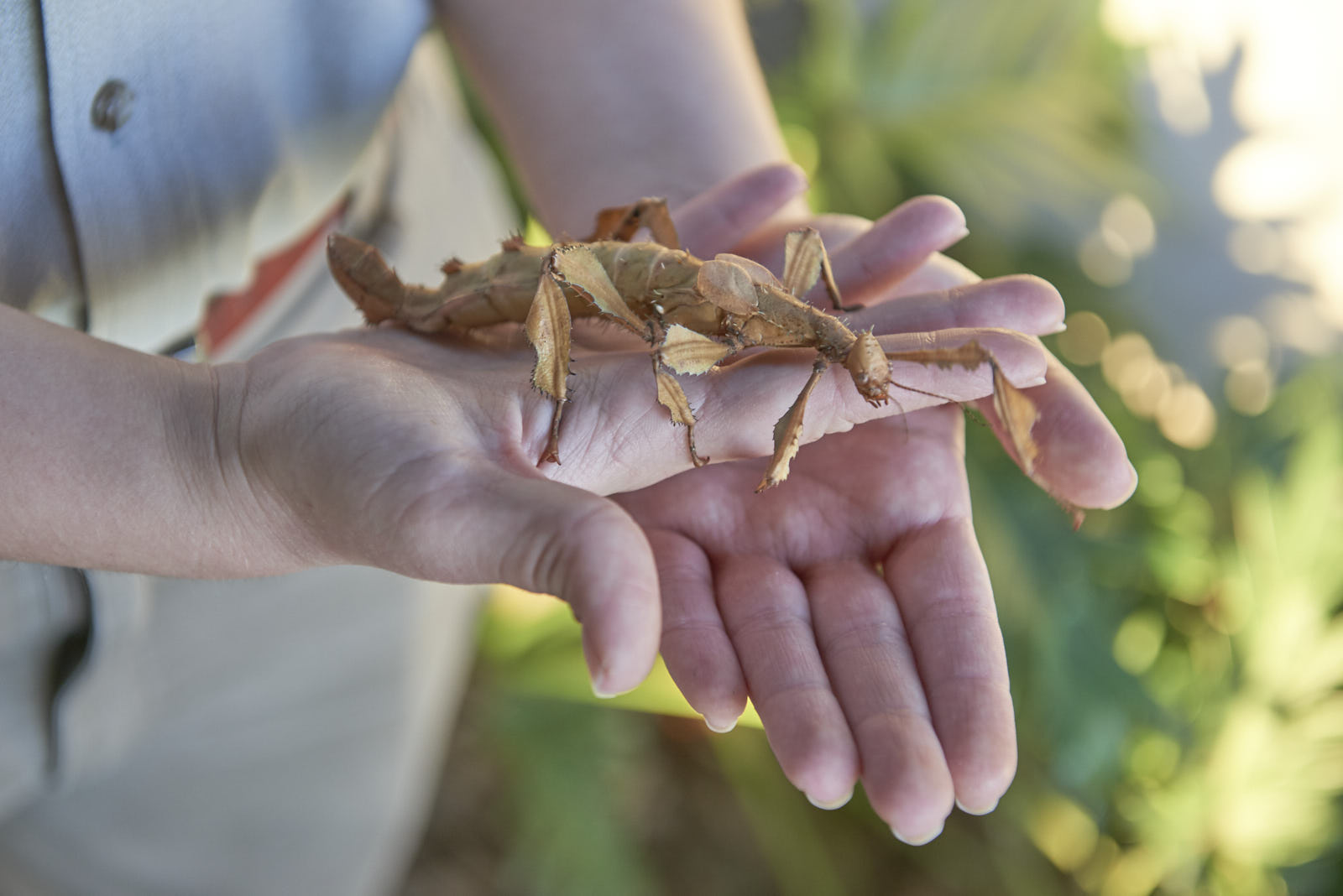 Spiny Leaf Insect