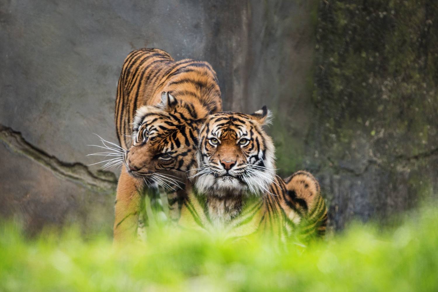 Sumatran Tigers