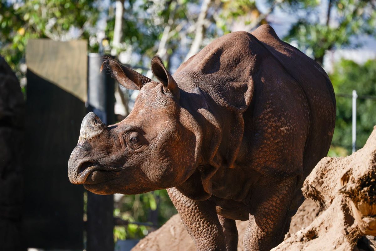 Hari the Greater One-Horned Rhino