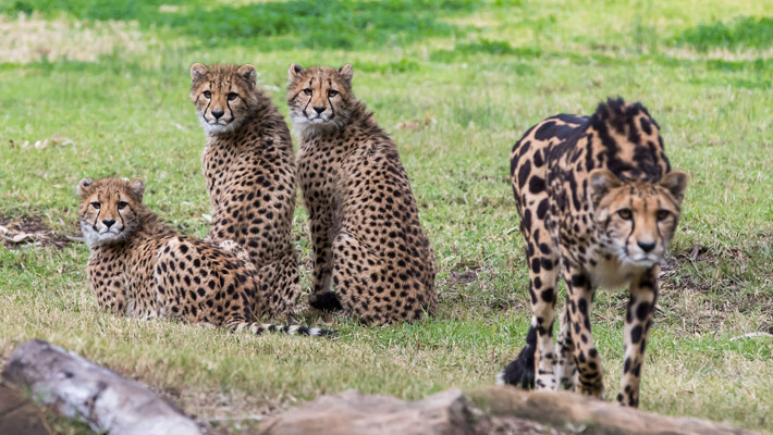 King Cheetah Kyan with her cubs