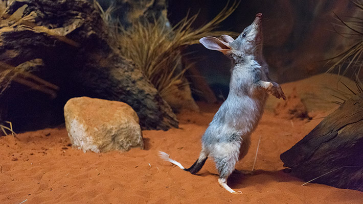 Bilby in the Australian Nightlife precinct at Taronga Zoo Sydney