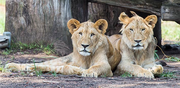 African Lions at Taronga Western Plains Zoo Dubbo
