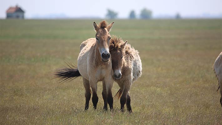 Takhi (Przewalksi's Horse). Photo: Kira Mileham